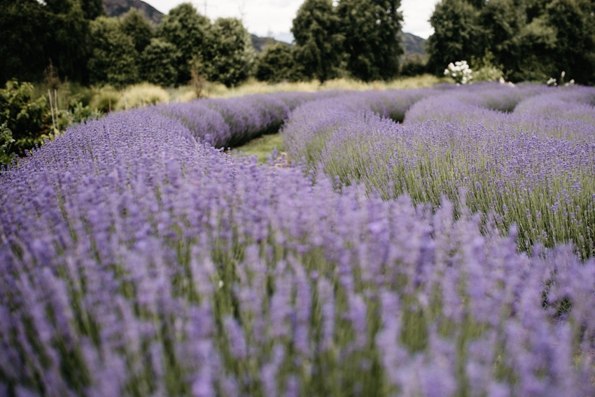 Blooming Lavender Wanaka