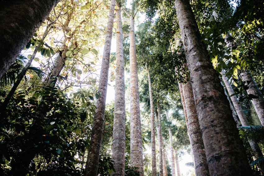 Paronella Park Kauri Trees