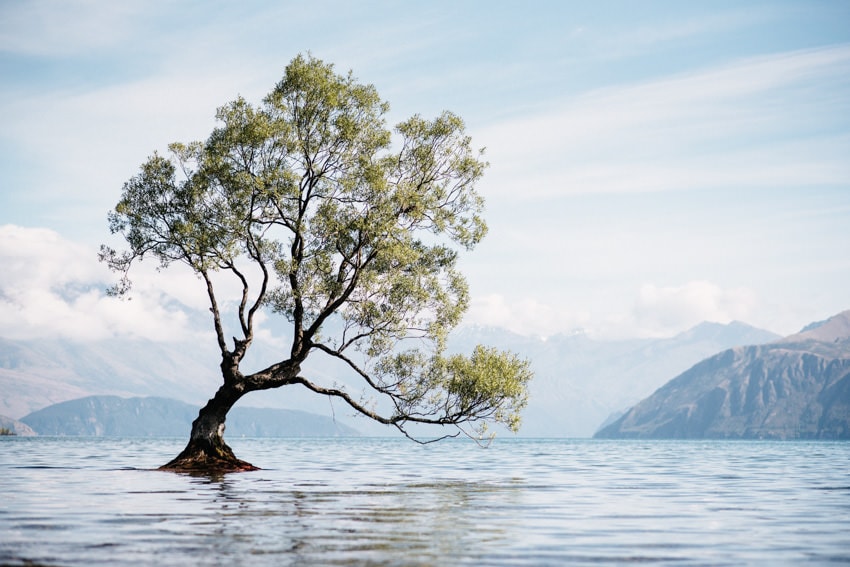 That Wanaka Tree on a cloudy day