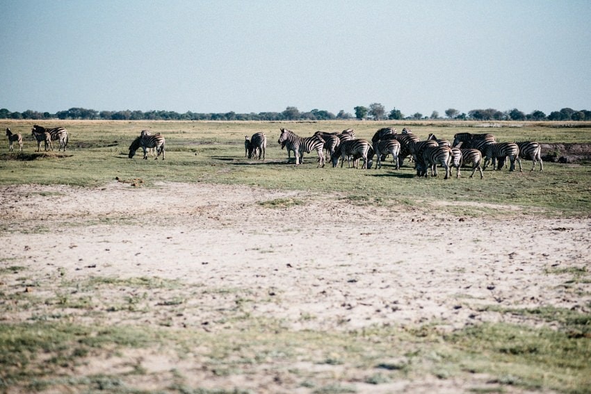 Zebra Chobe National Park