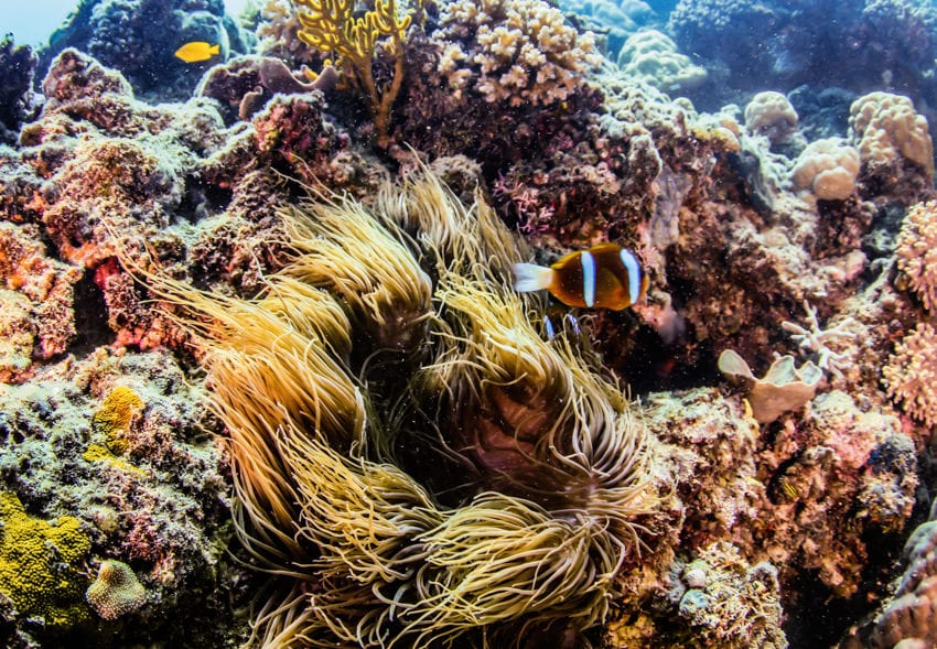 Finding Nemo in Great Barrier Reef