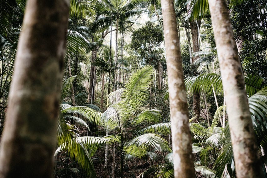 Fraser Island Central Station Forest