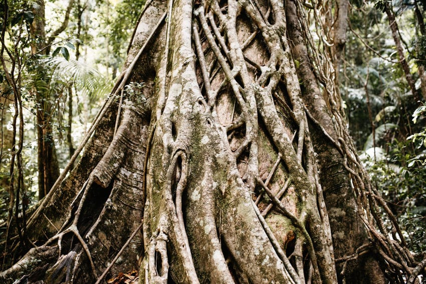 Fraser Island Central Station Fig Tree