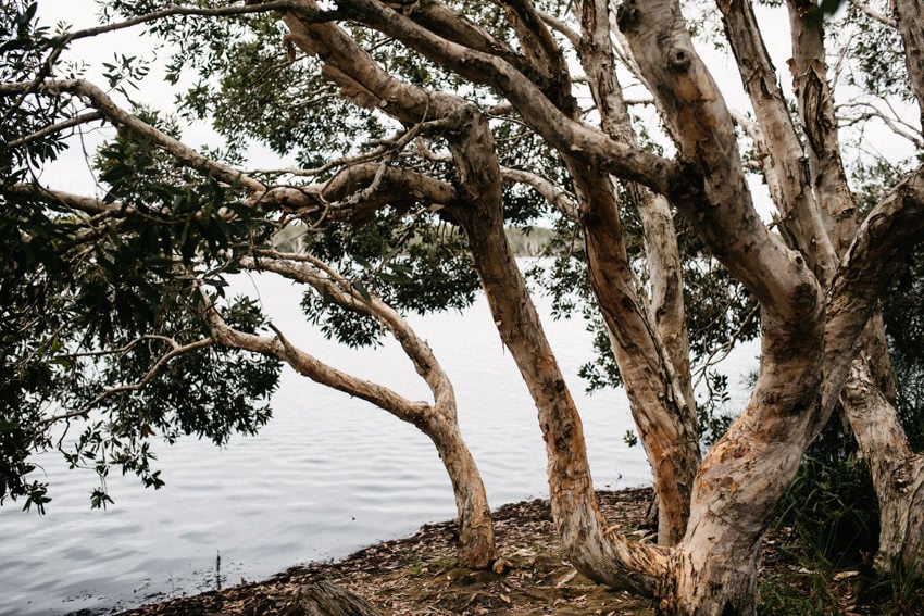 Lake Ainsworth Tea Tree Close-up