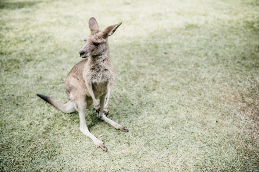 Australian Zoo Kangaroo