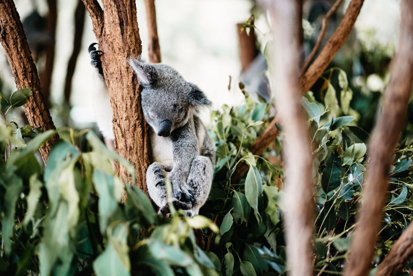 Australian Zoo Koala