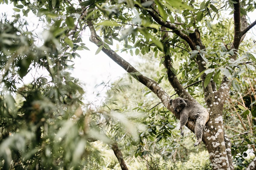 Australian Zoo Koala sleeping in tree