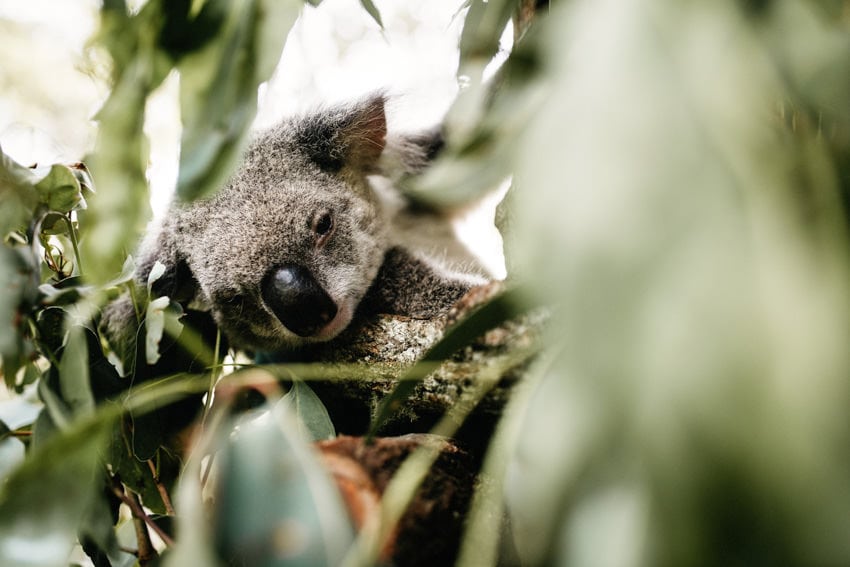 Australian Zoo Koala Close-up in tree