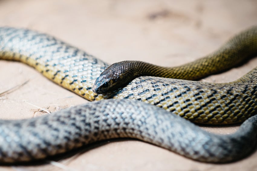 Australia Zoo Snake