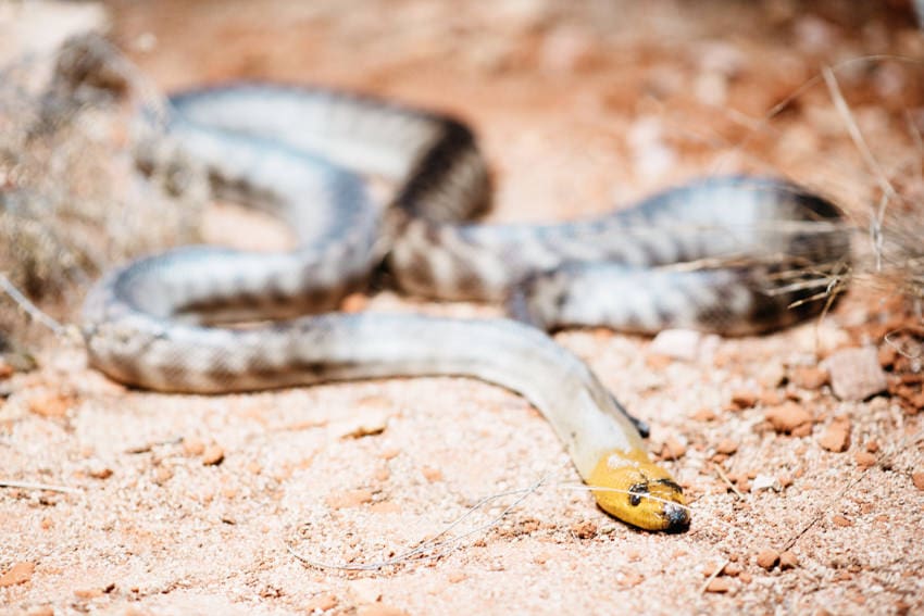Australia Zoo Snake