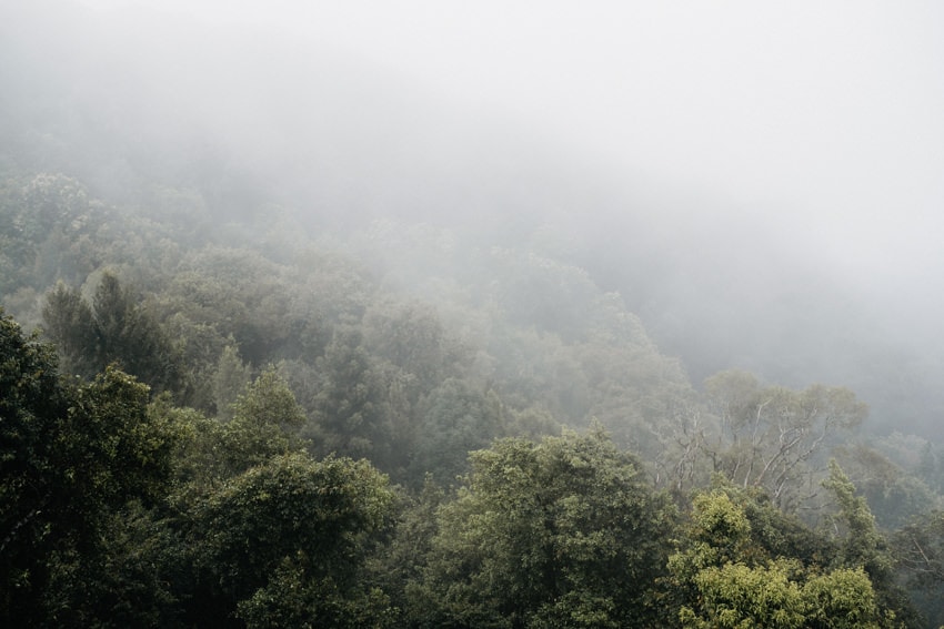 View over Dorrigo Rainforest