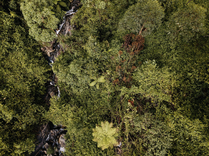 Dorrigo National Park 