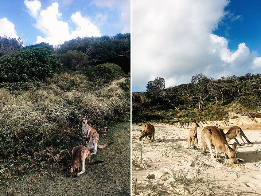 Kangaroos Little Bay Australia