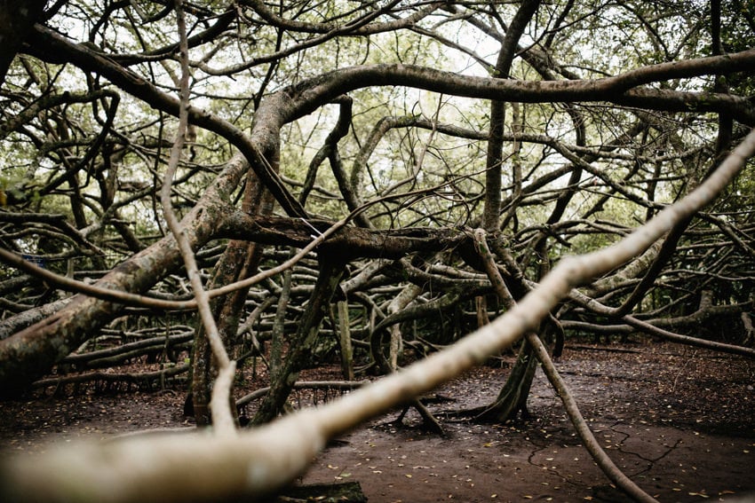 Mangrove Tree in the Mekong Delta