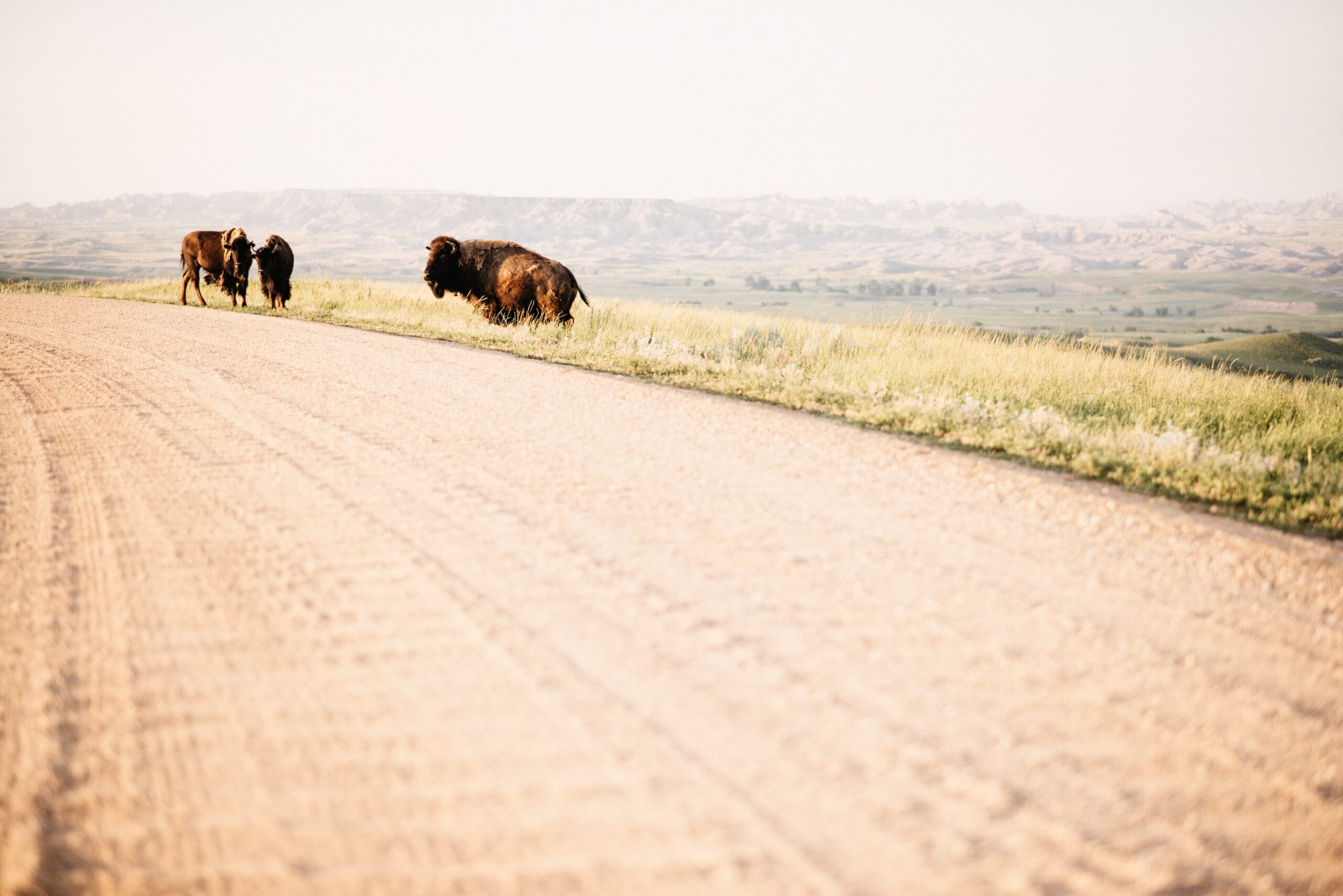 Bison standing on a gravel road near Badlands National Park