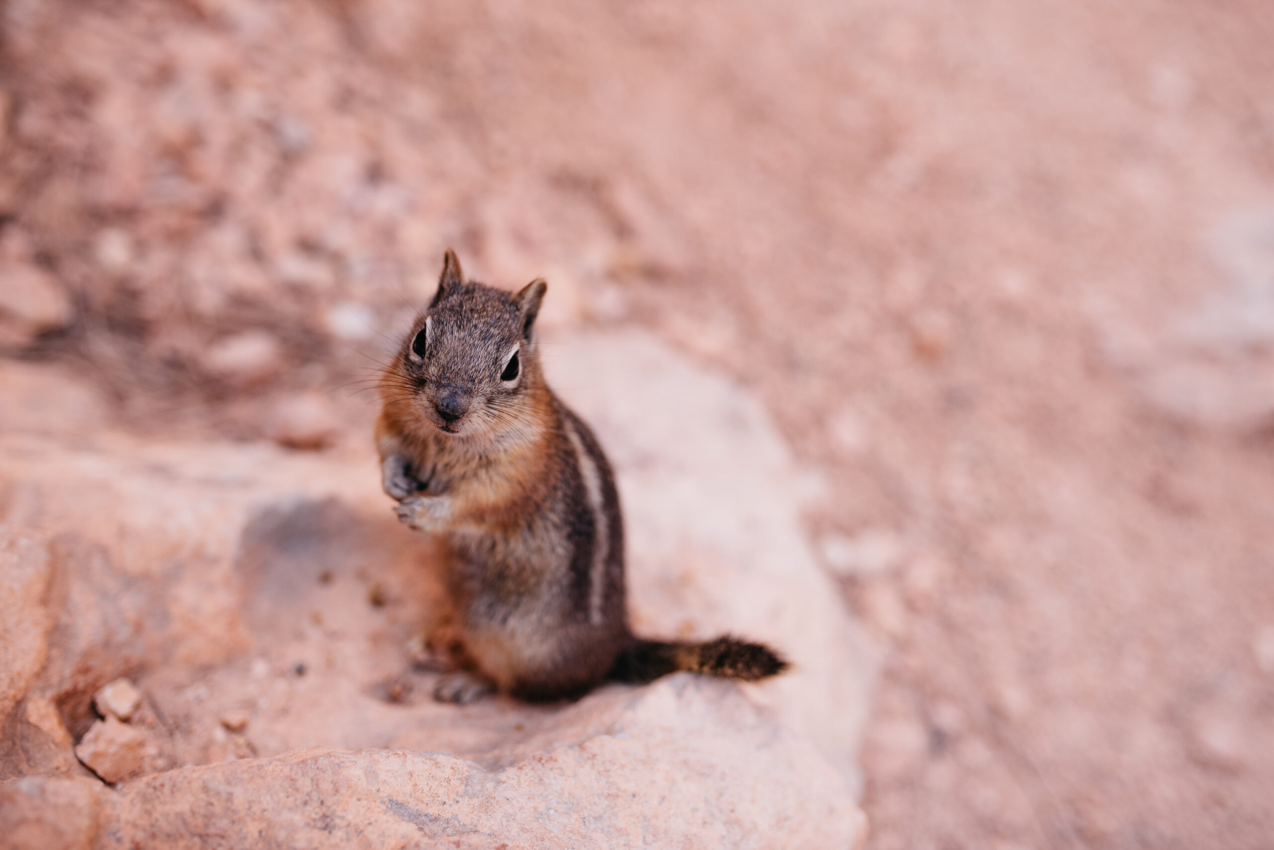 A chipmunk sitting beside the hiking trail at Bryce Canyon