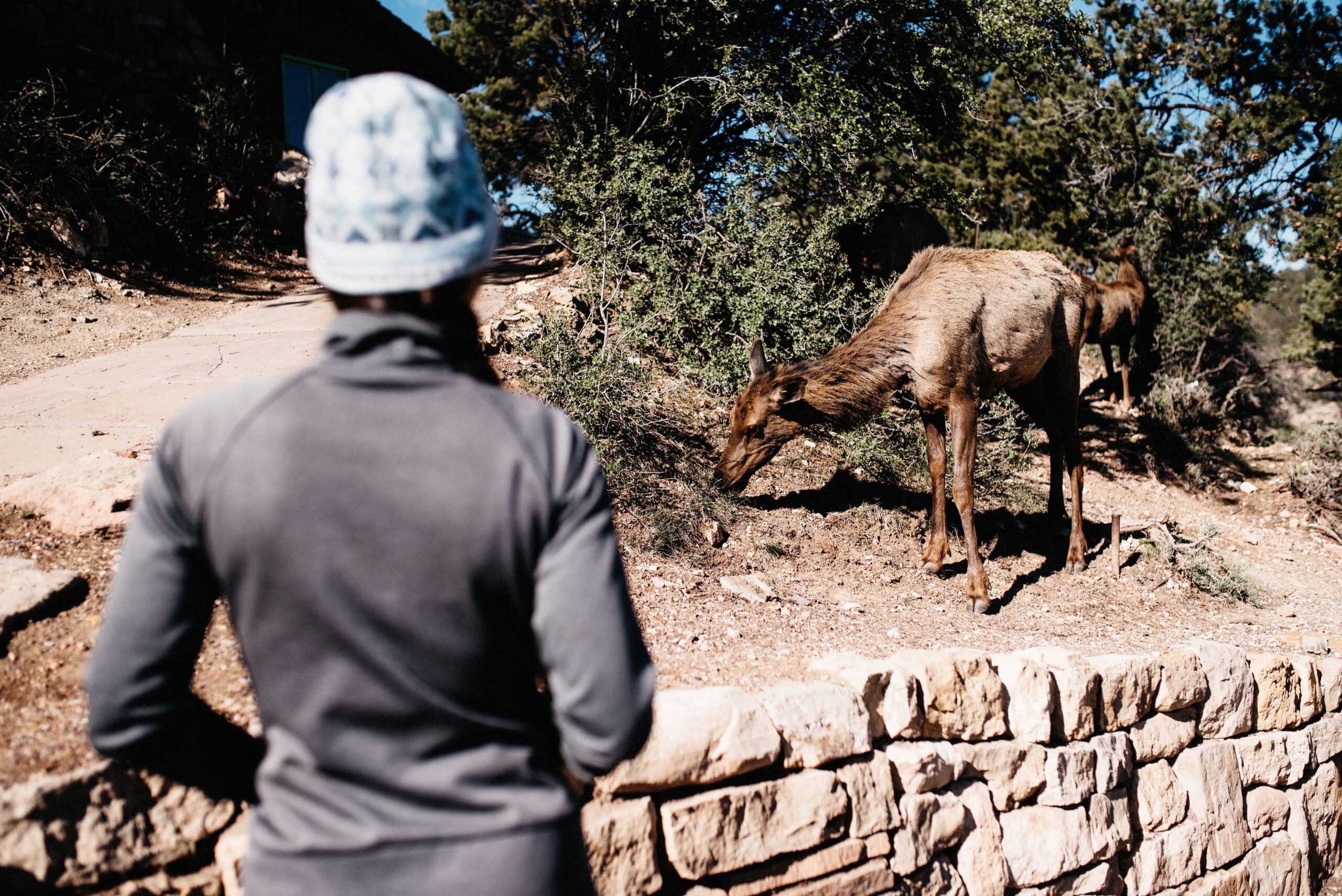 Ein Wapiti neben dem Weg nahe Grand Canyon Village