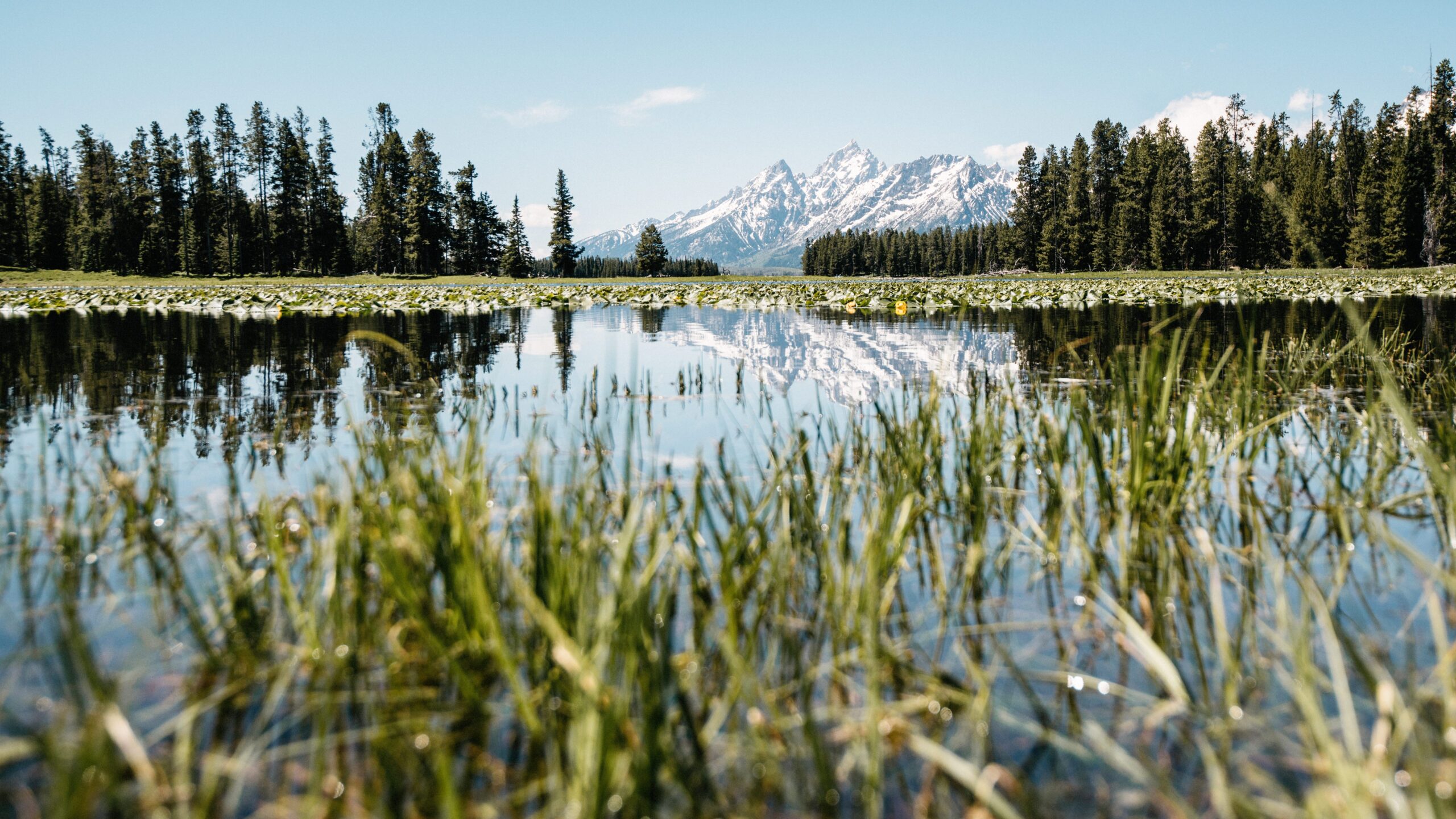 The Teton Range reflected in the wetlands near Colter Bay