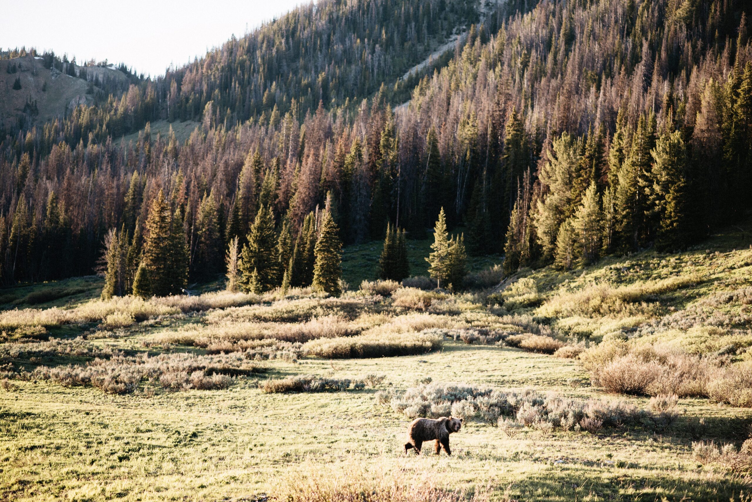 A moose grazing in a meadow in Grand Teton National Park