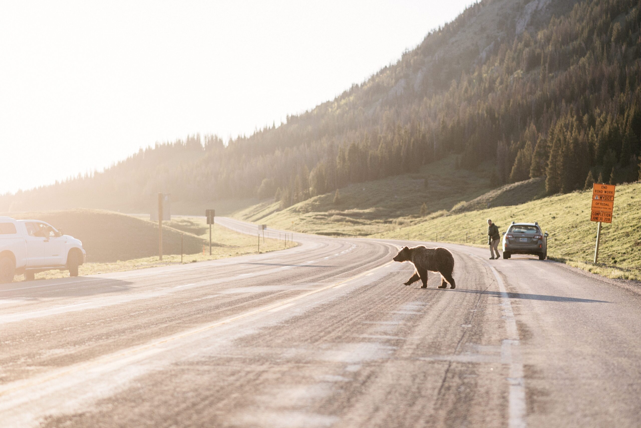 A black bear crossing the road in Grand Teton National Park