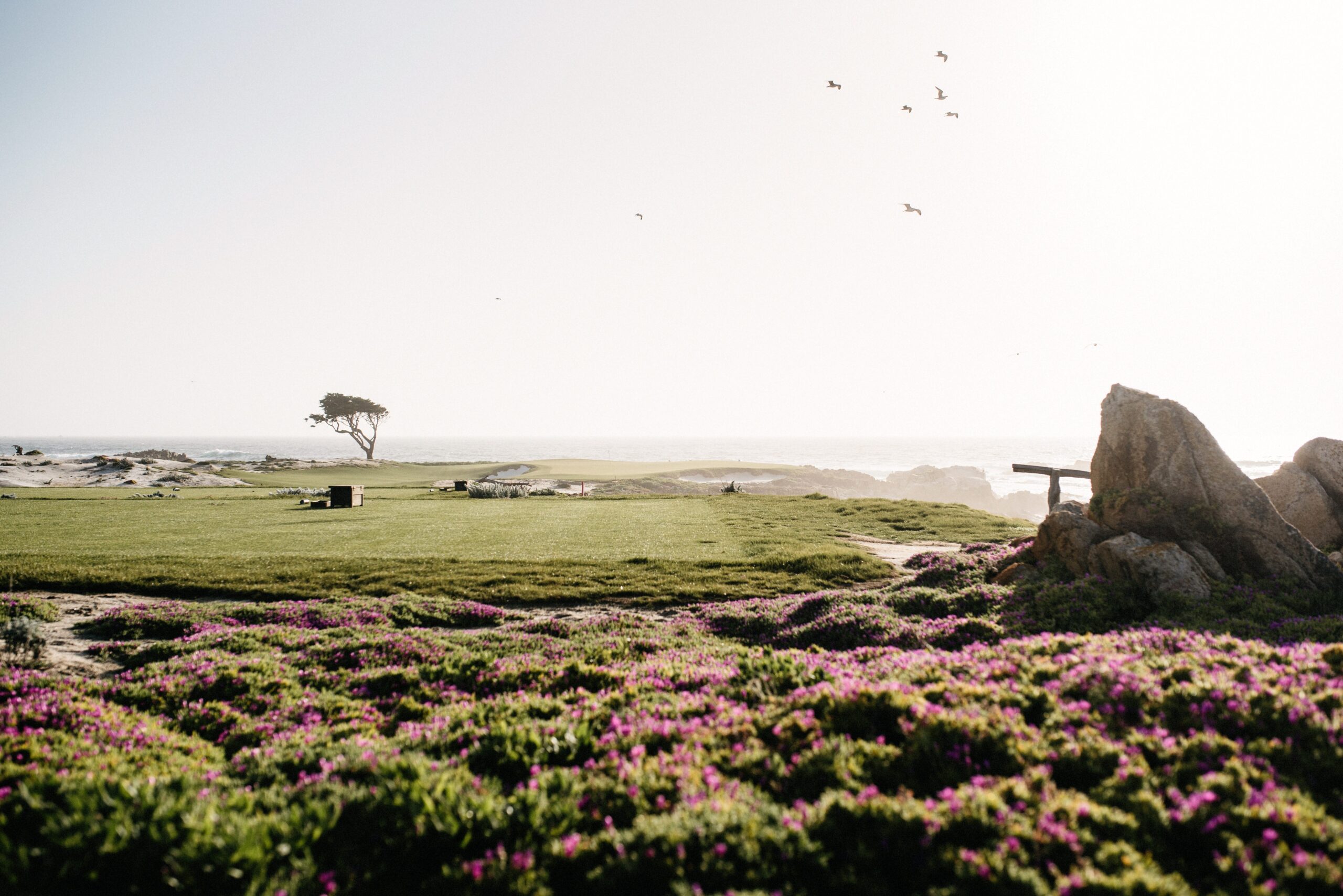 Wildflowers and windswept trees beside the 17-Mile Drive