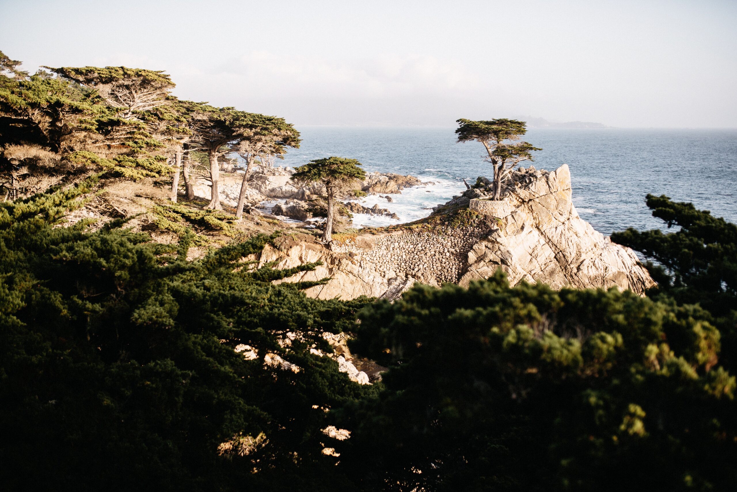 The Lone Cypress above the Pacific Ocean at Pebble Beach