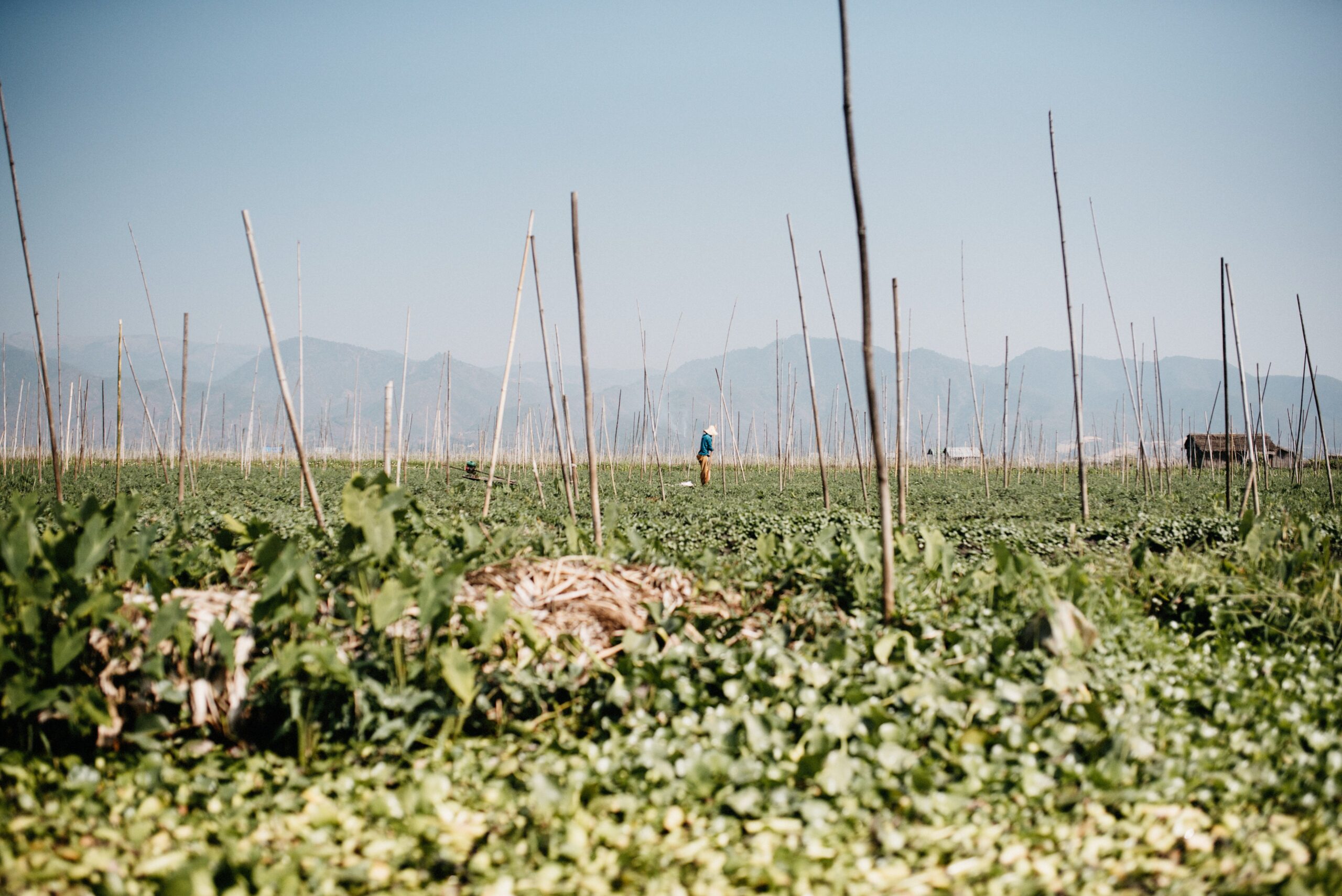 A farmer tending floating gardens on Inle Lake
