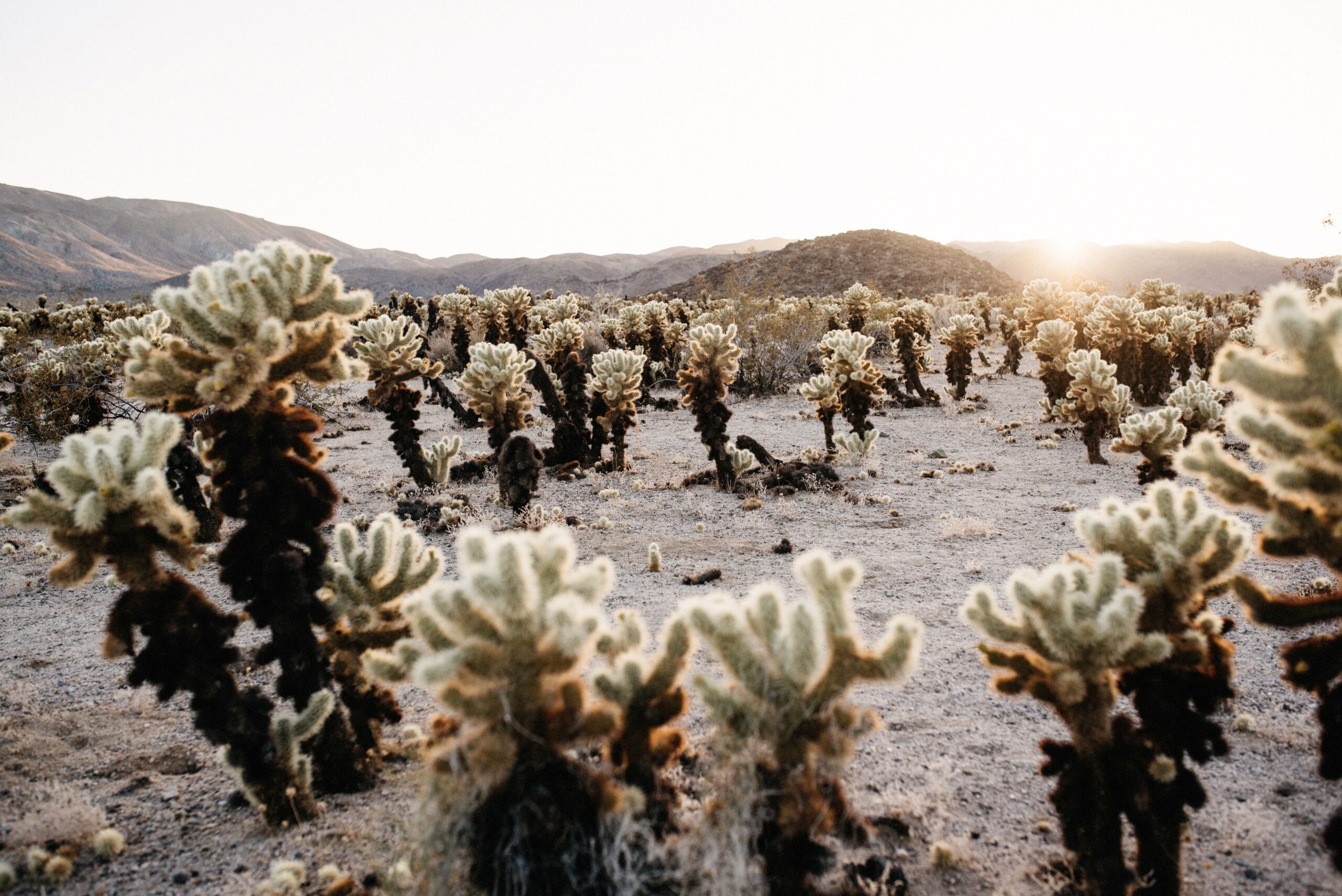 Der Cholla Cactus Garden im warmen Abendlicht