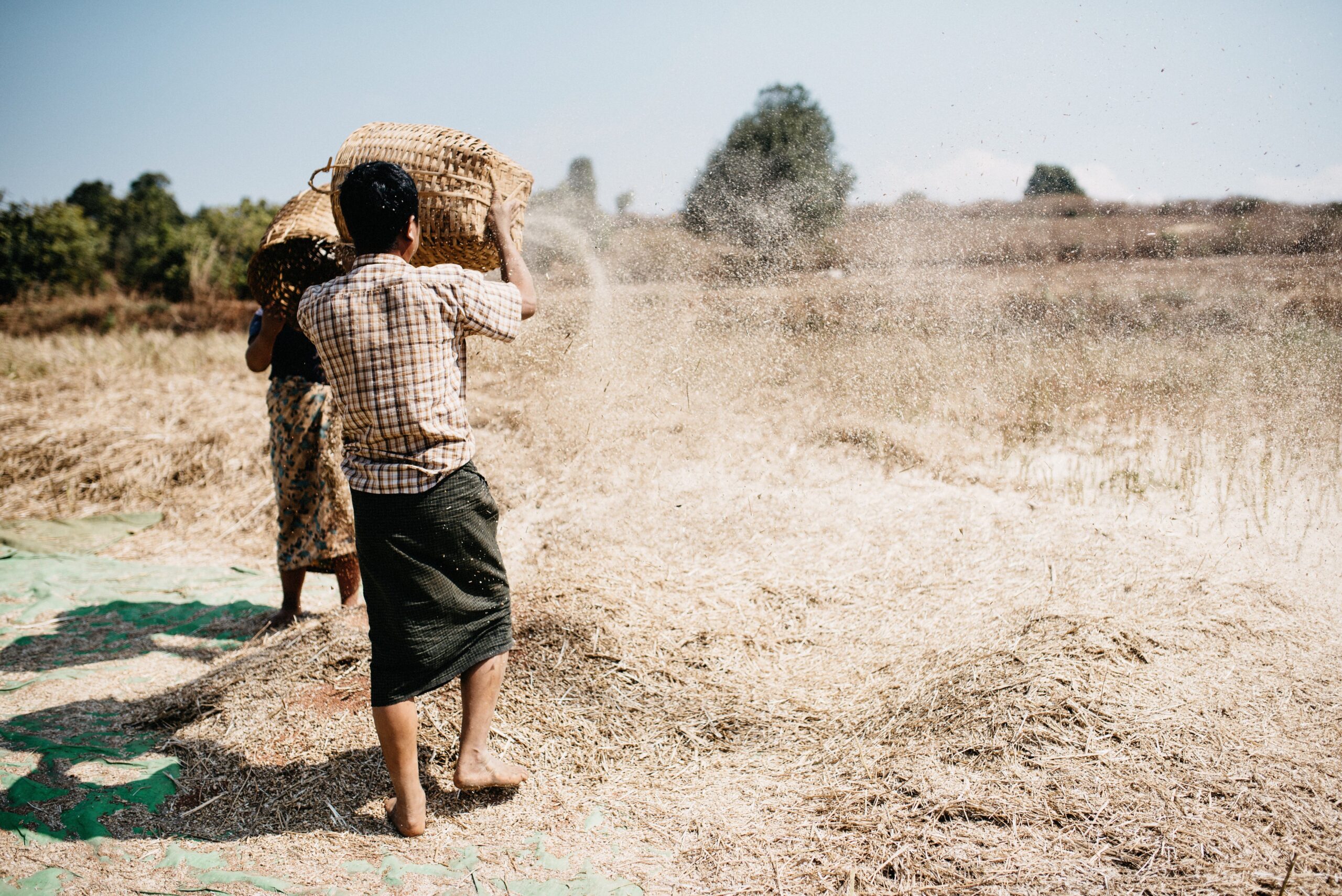 A woman carrying a large bundle through a dusty field