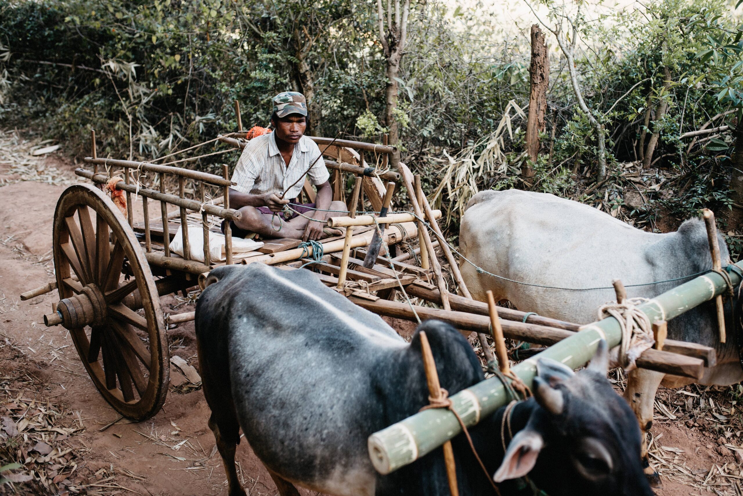 A farmer driving a buffalo cart on a rural track