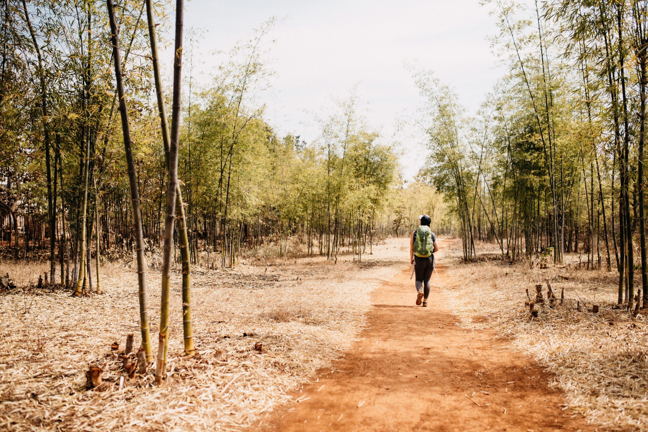 The trekking path passing through a bamboo grove