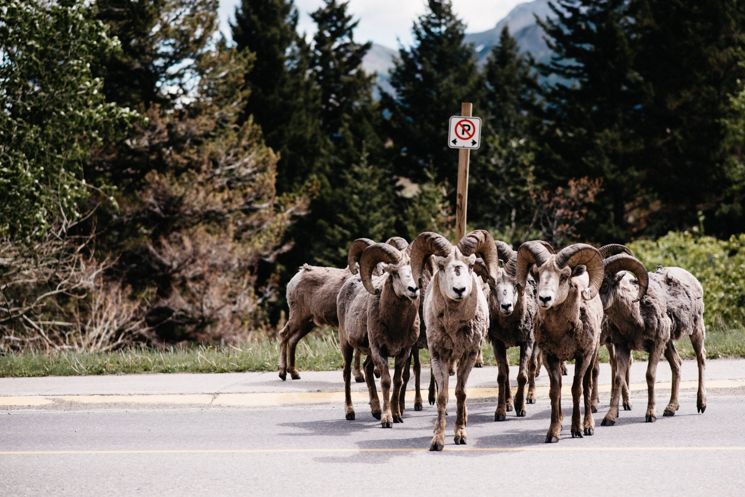 A herd of bighorn sheep standing on the road in Waterton