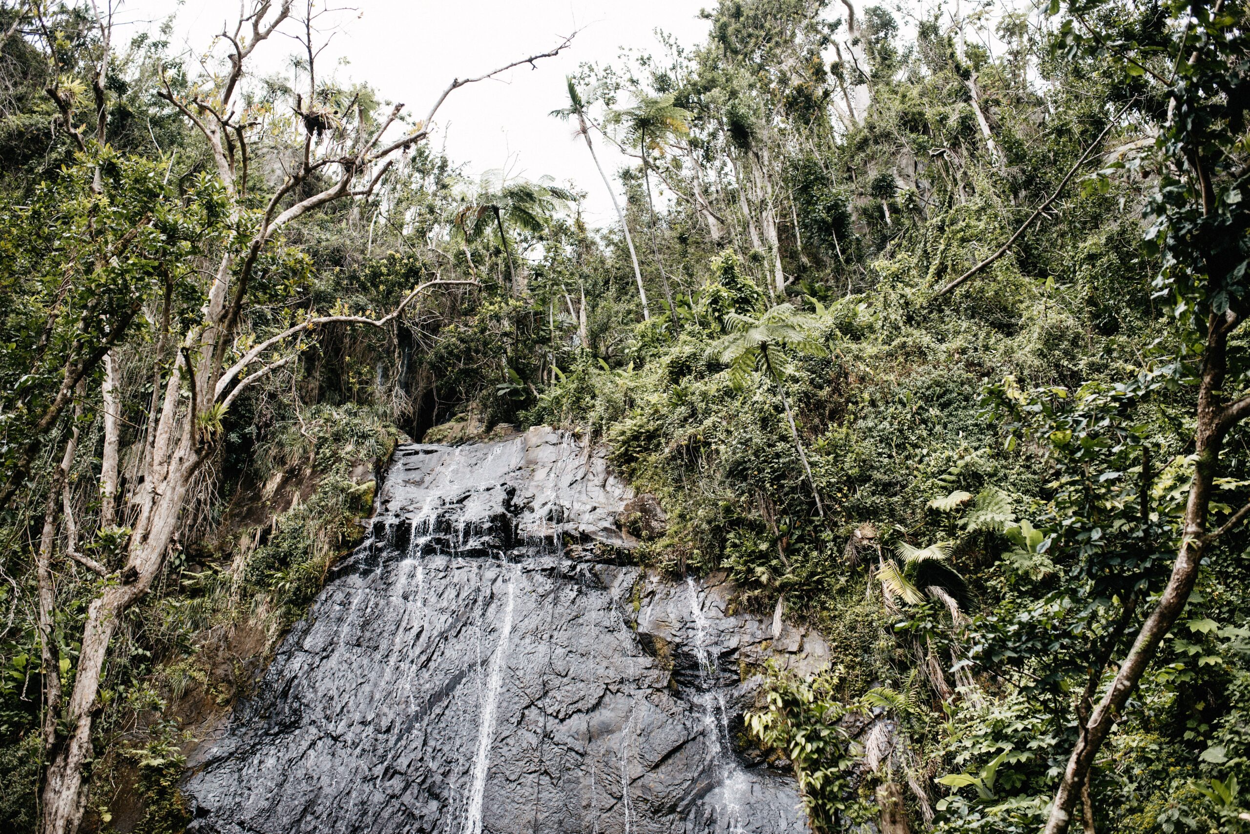 A waterfall surrounded by dense green vegetation in Puerto Rico