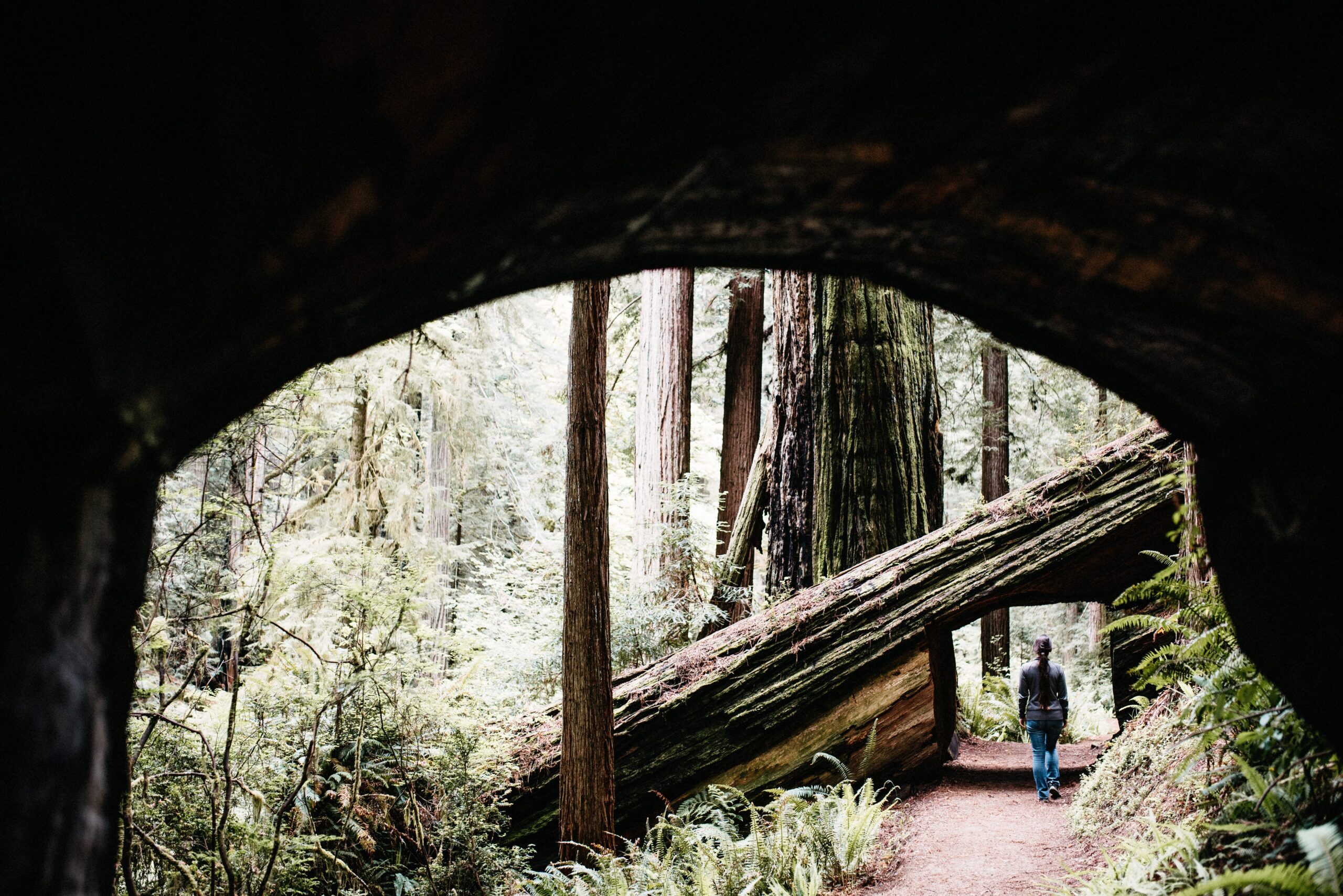Bianca geht am Prairie Creek Trail unter einem umgestürzten Redwood hindurch