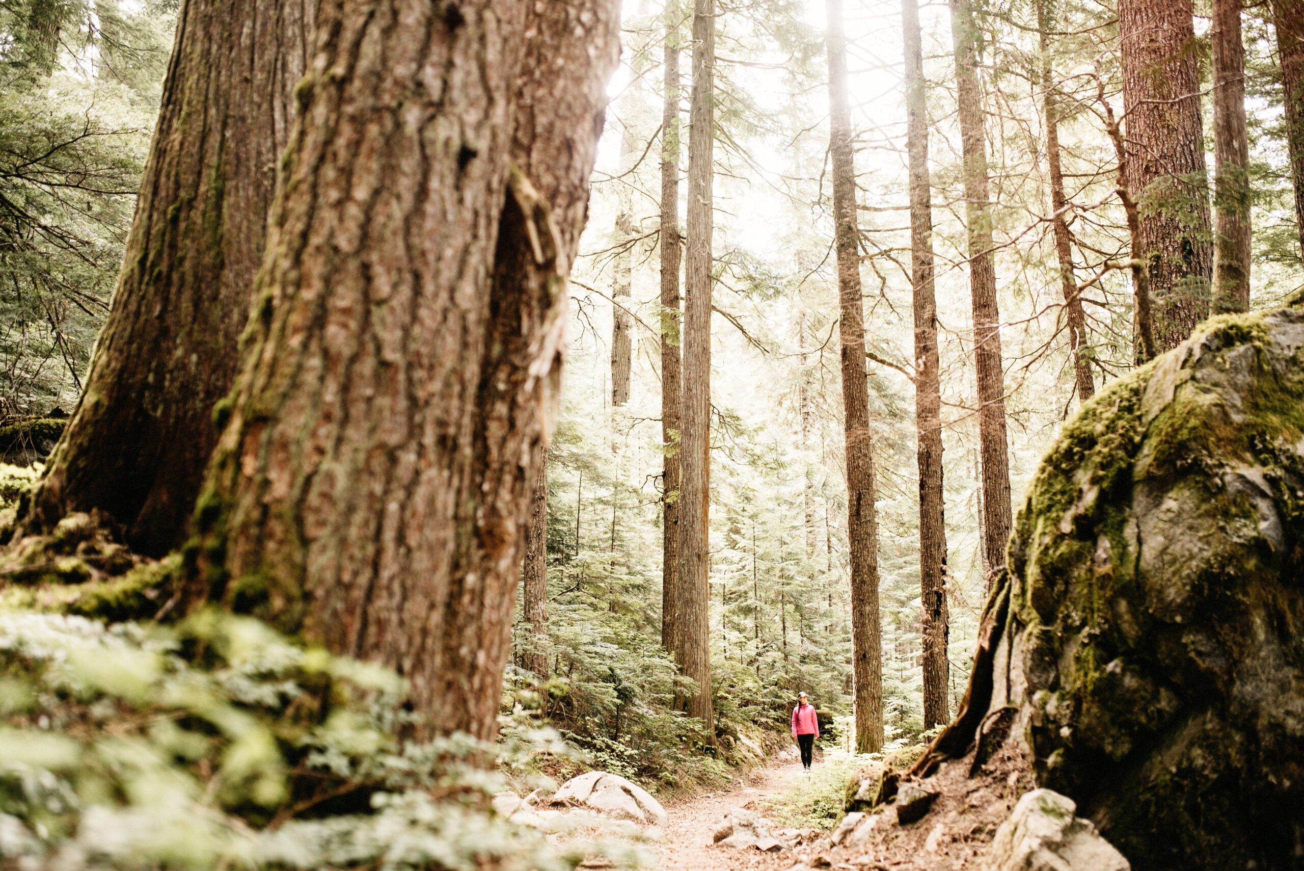 Bianca geht am Cheakamus Lake Trail zwischen hohen Bäumen