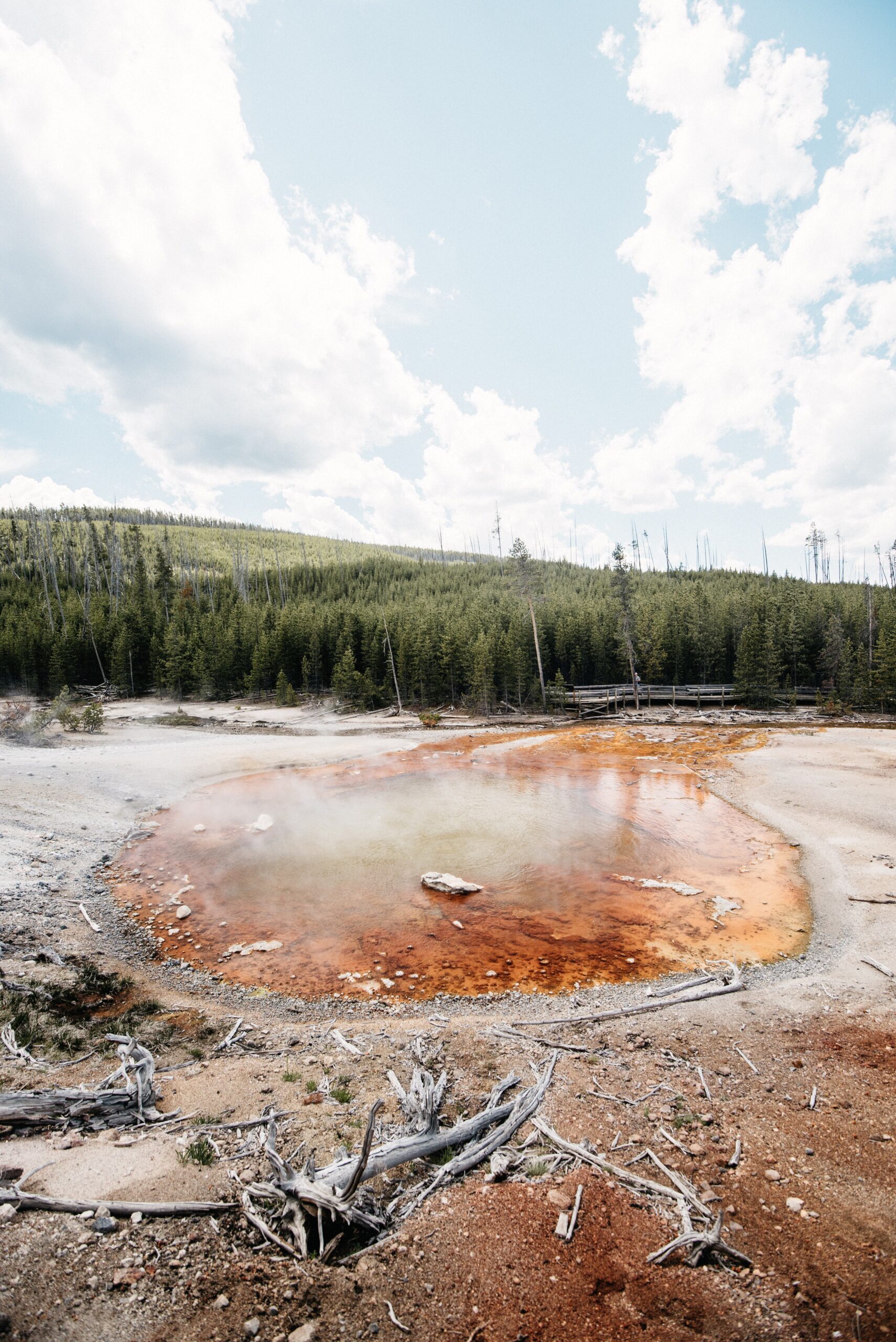 A clear blue pool in Norris Geyser Basin