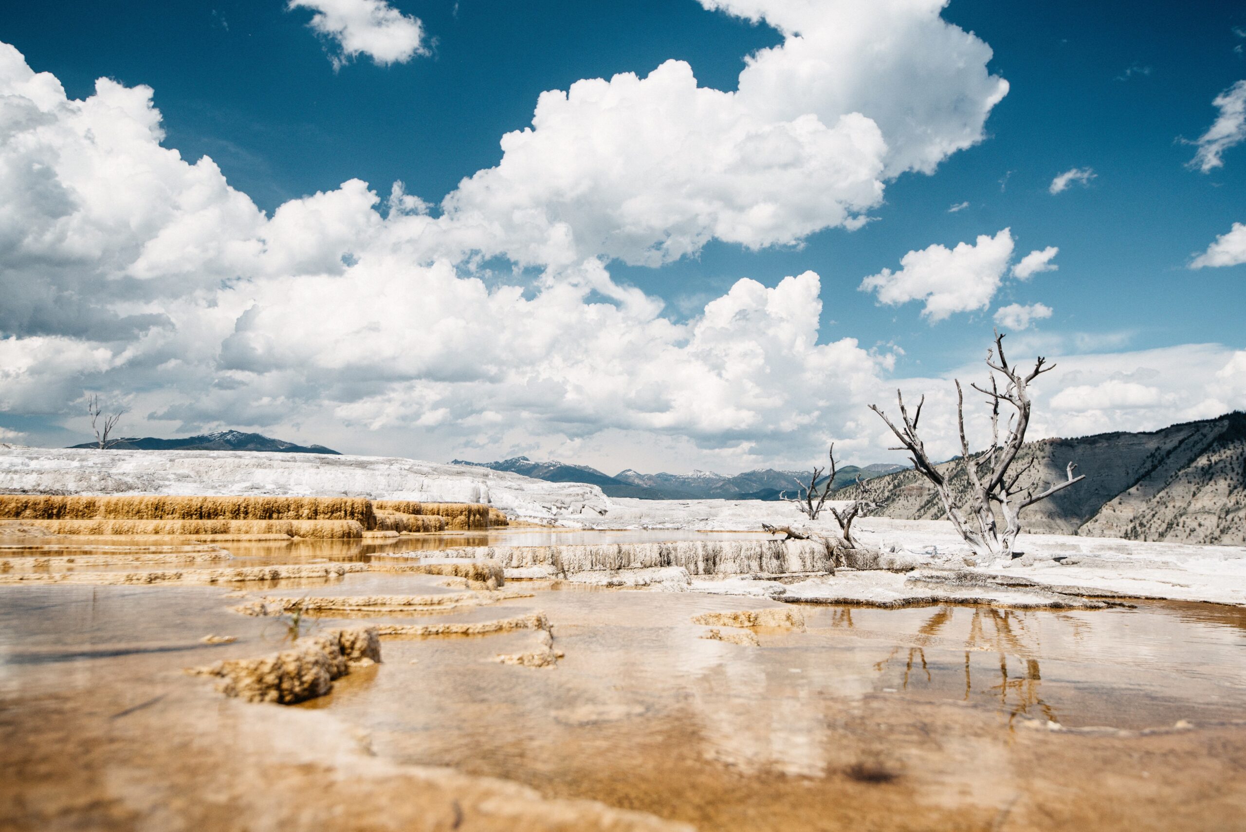 The pale mineral terraces at Mammoth Hot Springs