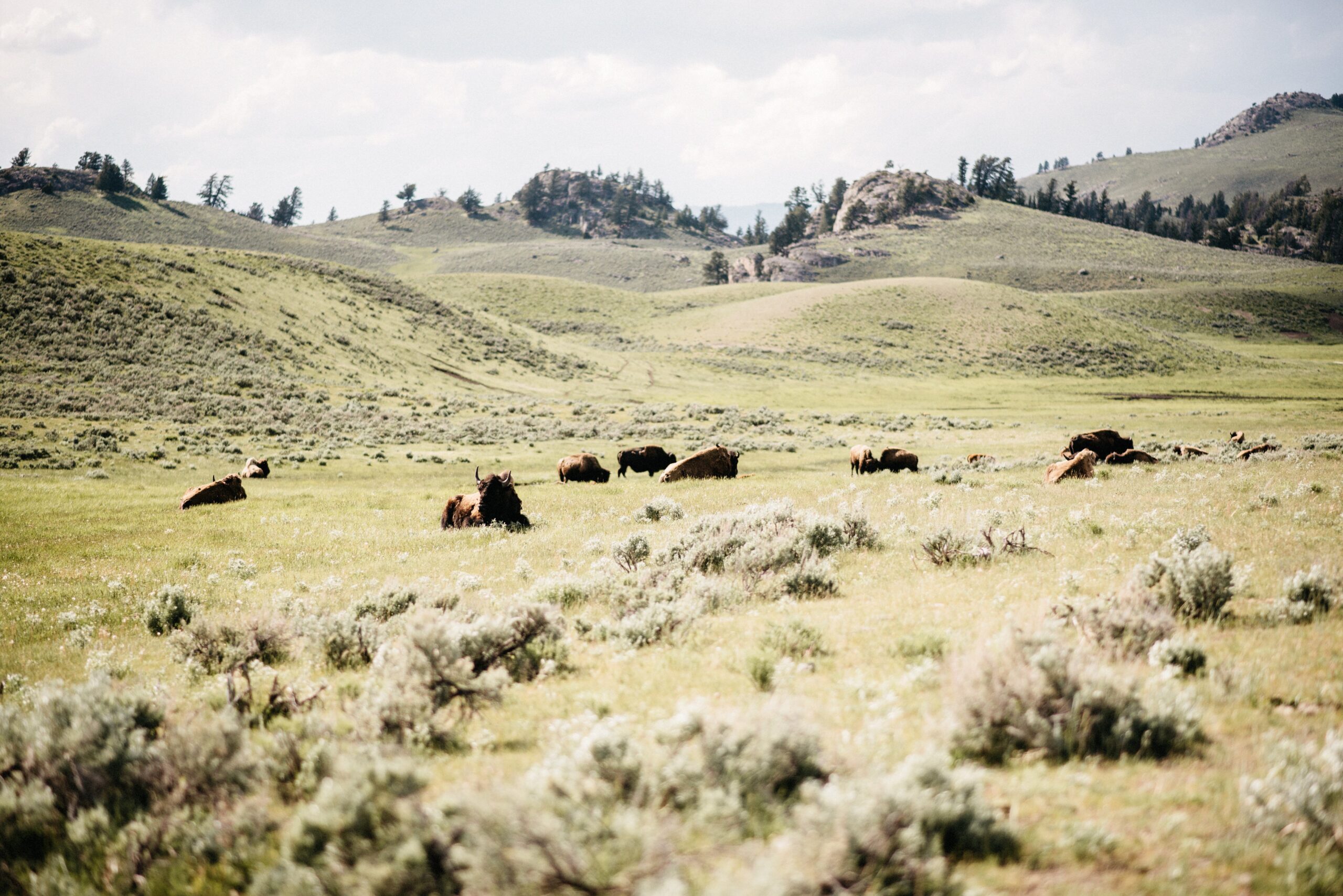 Wildlife watchers looking across Lamar Valley