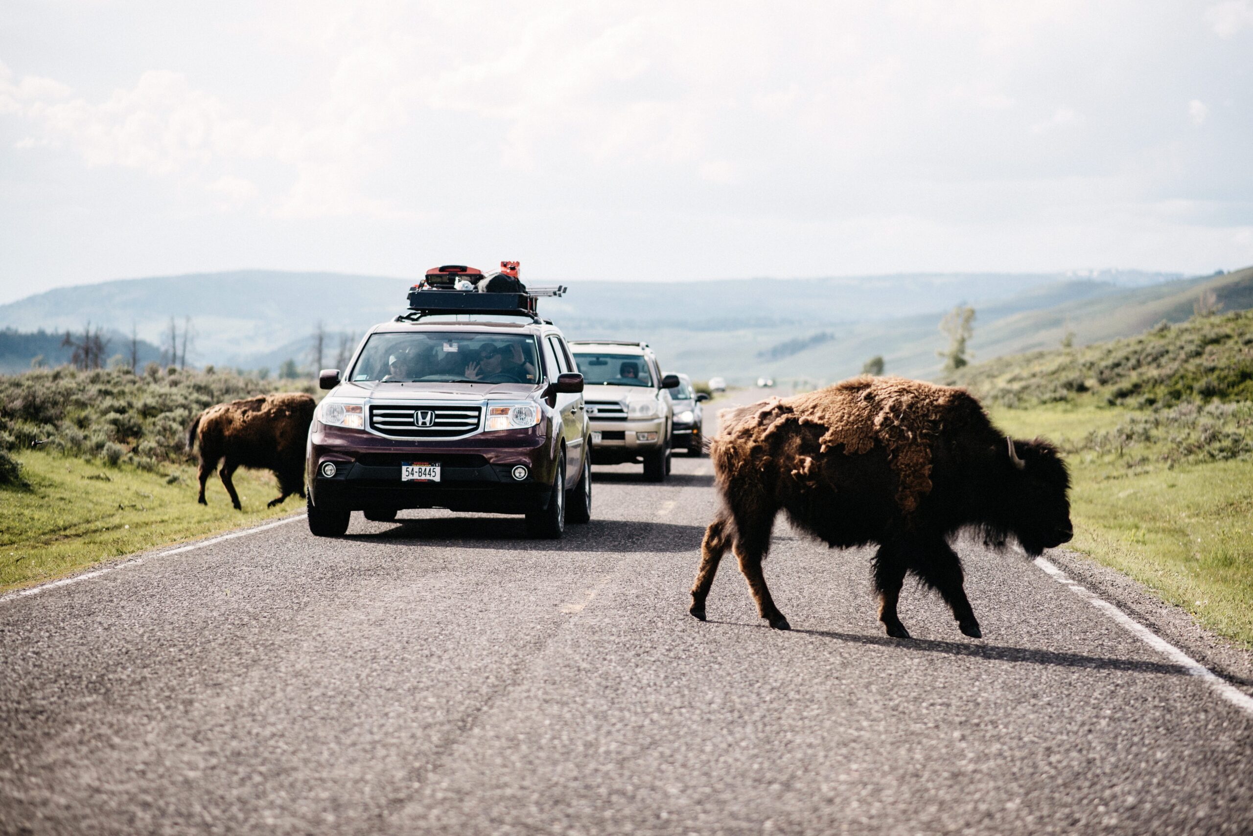 A bison standing beside the road in Yellowstone