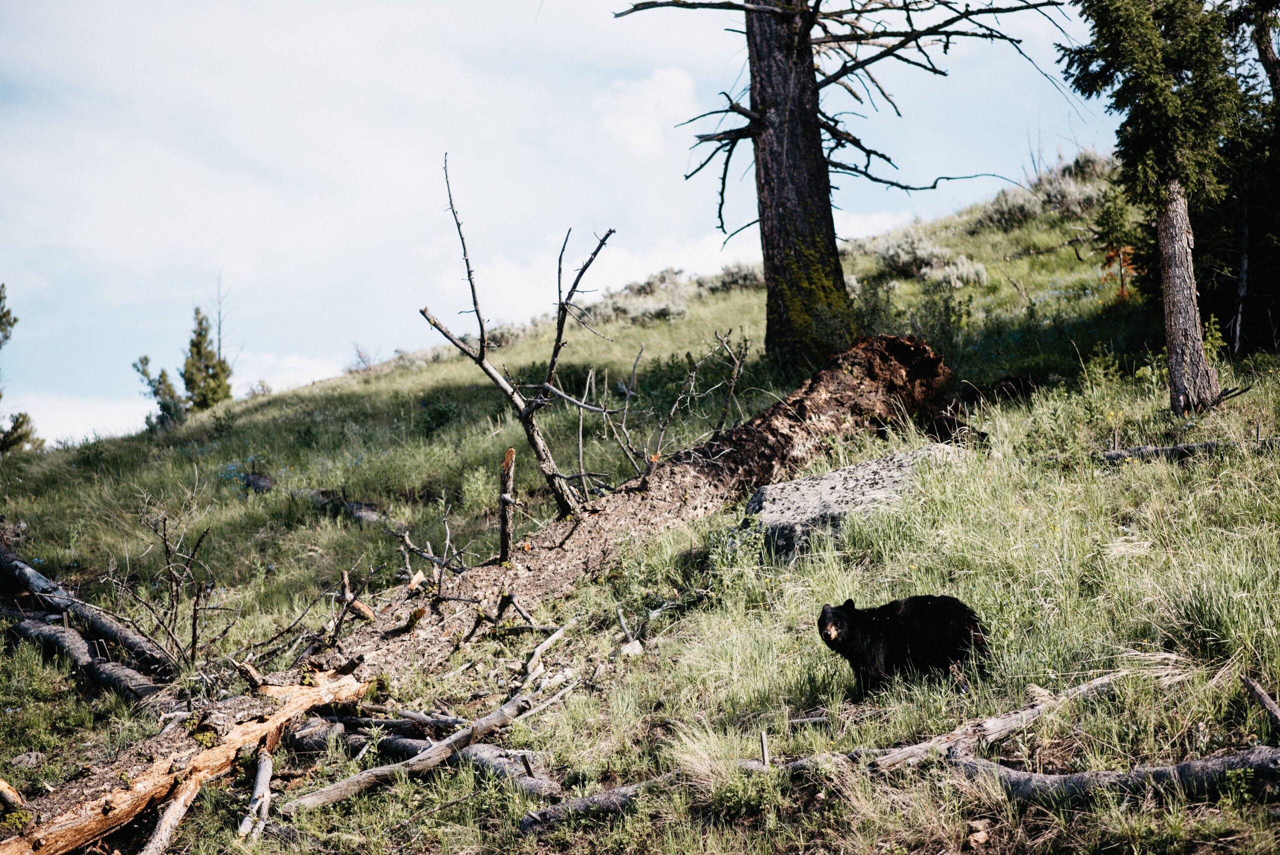 A herd of bison grazing in the Yellowstone landscape