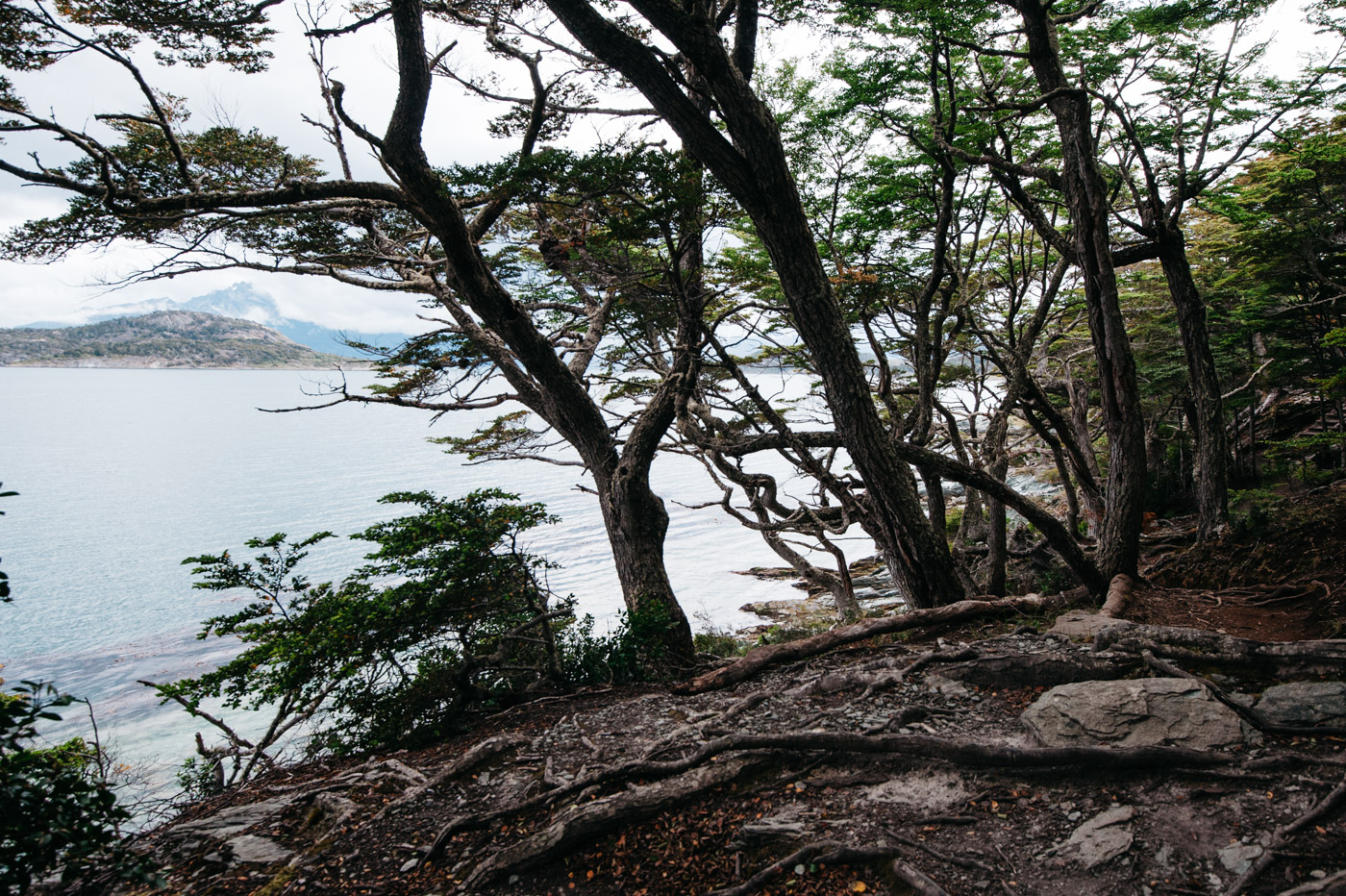 Argentina National Park Tierra del Fuego Beagle Channel Sendero Costera Woods 