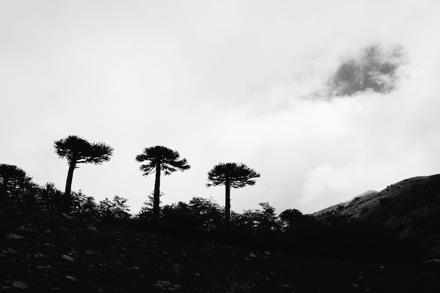 Chile Sendero Sierra Nevada Parque Nacional Conguillio black and white araucacias trees