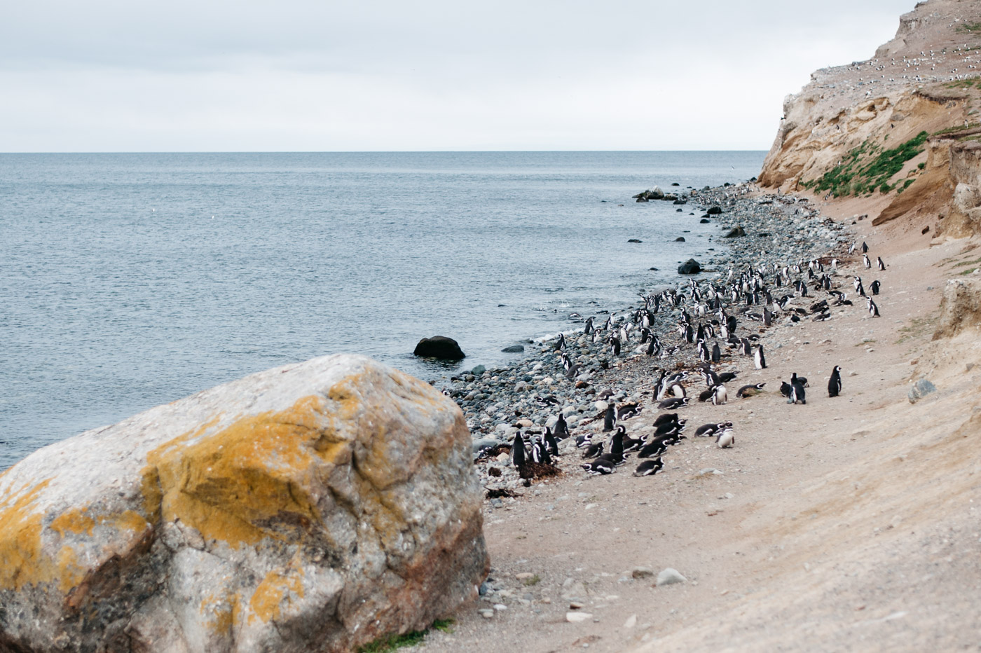 Coast of Isla Magdalena with hundreds of penguins on the shore