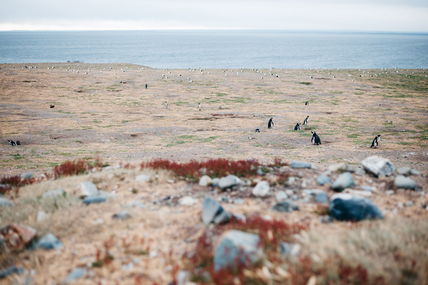 Panorama of Isla Magdalena with a lot of Penguins