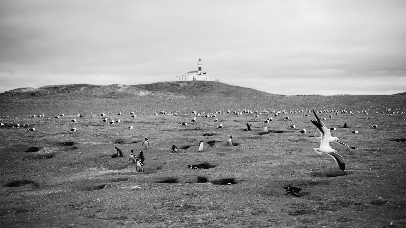 Penguins on Isla Magdalena with the the distinctive Lighthouse in the Background