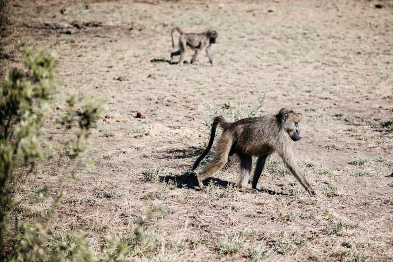 Kruger-National-Park-Safari-Monkey