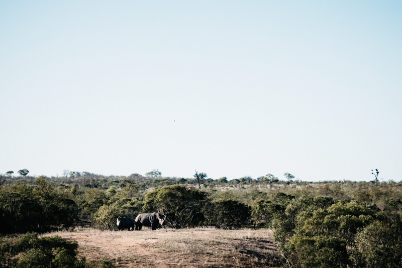 Kruger-National-Park-Safari-Rhino