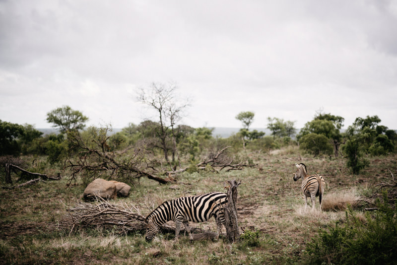 Kruger-National-Park-Safari-Zebra