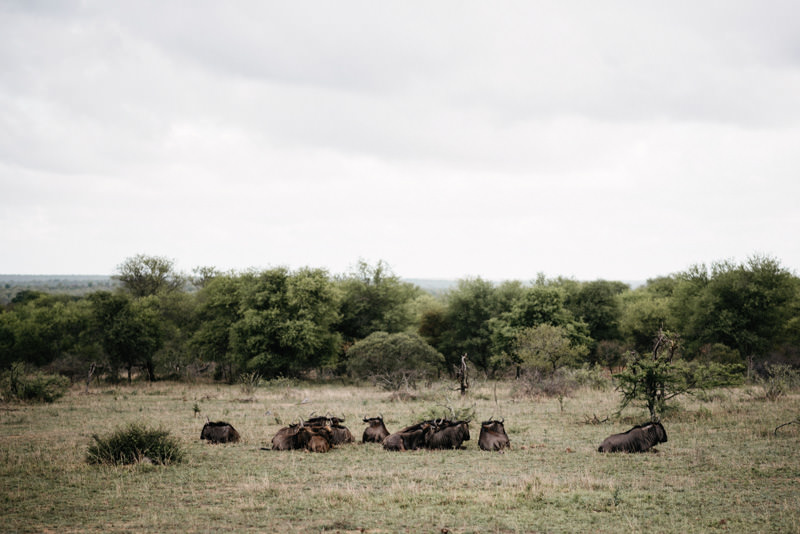 Kruger-National-Park-Safari-Wildebeest
