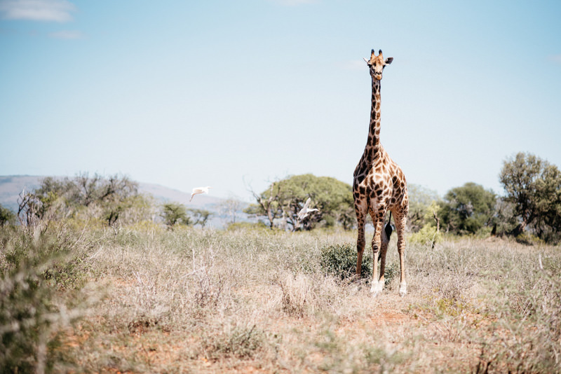 UMkhuze-Game-Reserve-Giraffe